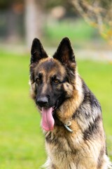 portrait of german shepherd in the grass