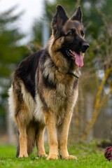 portrait of german shepherd in the grass
