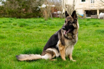 portrait of german shepherd in the grass