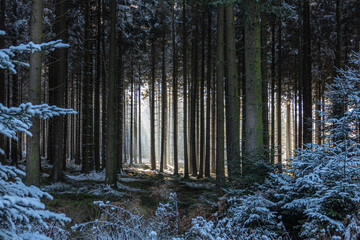 Erster Schnee im Licht durchfluteten Wald