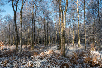 Erster Schnee im Licht durchfluteten Wald