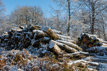 Erster Schnee im Licht durchfluteten Wald
