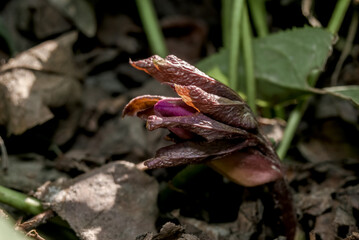 Lenten Rose (Helleborus caucasicus) in garden