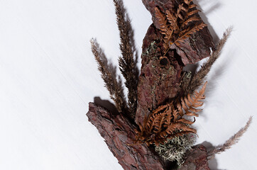 Dry forest materials as wild, rough modern background - brown pine bark, grass panicles, leaf fern, moss on white wood board, closeup, border.