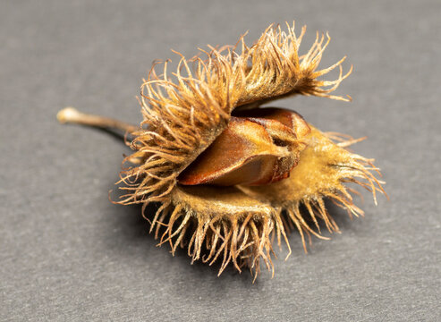 Beechnuts isolated on dark background. Beech fruit .Close up. Macro.