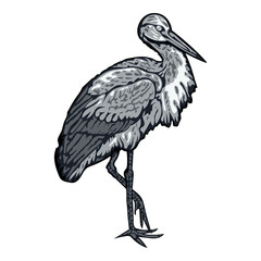 Stork standing on one leg. Isolated vector illustration in grayscale on white.