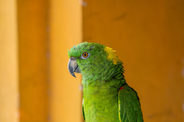 Yellow-naped amazon with yellow background.
