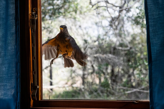 Olive Trush attacking its reflection in the window