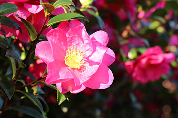 Obraz premium 한국 제주도의 빨간색 동백꽃