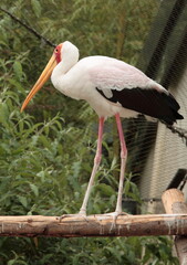 Stork on a pole in the enclosure