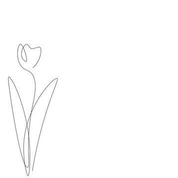 Tulip flower drawing on white background, vector illustration