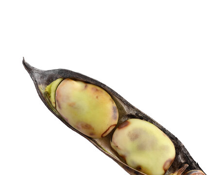 Rotten broad bean