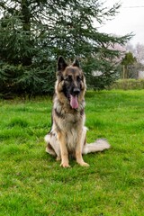 portrait of german shepherd in the grass