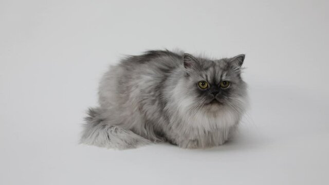 Persian cat photographed on white background_01