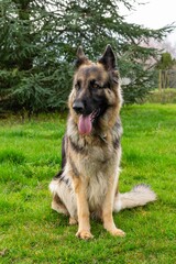 portrait of german shepherd in the grass