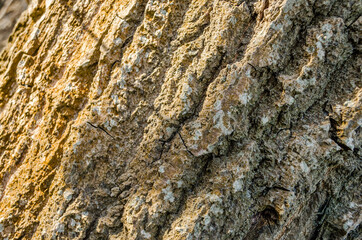 Bark of tree. Detailed texture of lit poplar bark.
