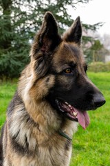 portrait of german shepherd in the grass