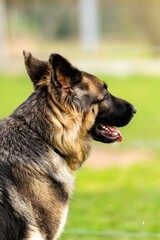 portrait of german shepherd in the grass