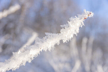 Ice crystals on a twig - Ice crystals on a twig in winter.