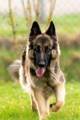 portrait of german shepherd in the grass