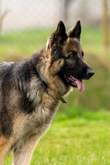 portrait of german shepherd in the grass