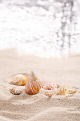Sea shells on a tropical seashore lying on golden sand under the hot summer sun. Place for text.