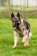 portrait of german shepherd in the grass