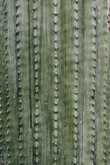 close up of cactus