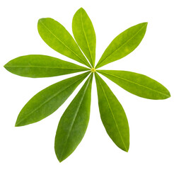 Isolated green leaf on white background. View from above