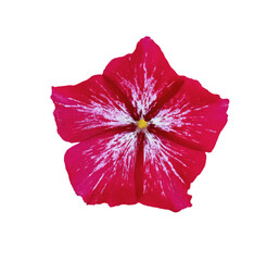 Red flower isolated on white background. Flower for collage.