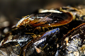Mejillones