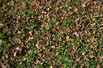Background. Fallen leaves on green grass