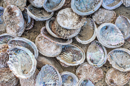 Illegally harvested abalone shells lying on the beach