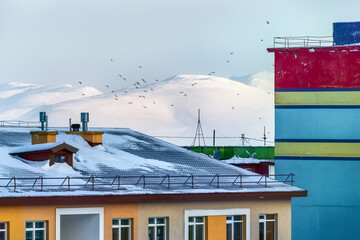 Winter city landscape. A view of the snow-covered roofs of buildings, mountains and a flock of birds. A city in the Far North in the Arctic. Anadyr, Chukotka, Siberia, Far East of Russia.