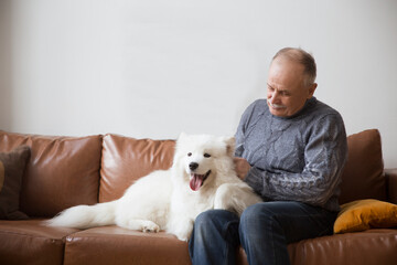 happy senior man hugging dog  Samoyed husky sitting on sofa