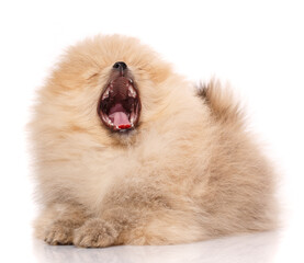 Pomeranian dog yawns widely on a white background.