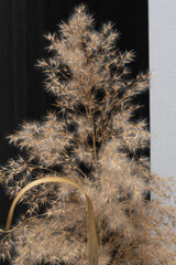 blurred common reed phragmites on dark background. Dried flowers for decoration. Dry spikelet branch

