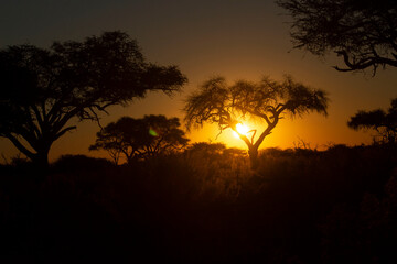 Fototapeta na wymiar A sunset in the Botswana wilderness