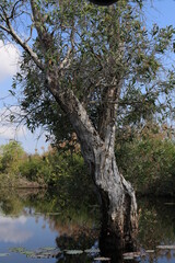 Beauty of Nature, refection of trees in water , Fantasy and Amazing Scenery of Mangrove Forest in Nan, Thailand