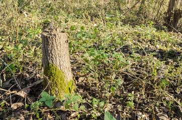 Novi Sad, Serbia - December 06. 2020: Old poplar forest on the hill Fruska Gora in winter 