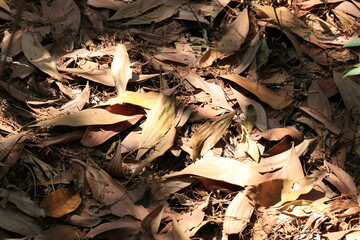 dried leaves in the forest