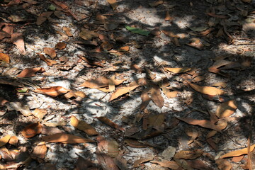 Shadow on the falling  dried brown leaves on the walk way