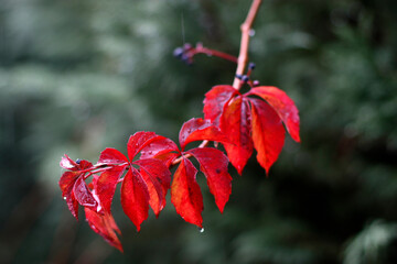 Urban park in an autumn cloudy day