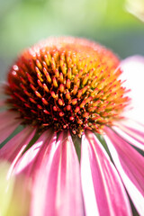 Close up of purple coneflower, Echinacea purpurea, blooming in a garden. High quality photo