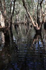 Beauty of Nature, refection of trees in water , Fantasy and Amazing Scenery of Mangrove Forest in Nan, Thailand