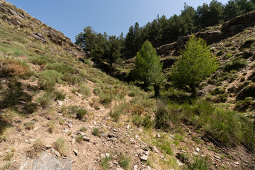 Fototapeta na wymiar Mountainous area in Sierra Nevada in southern Spain