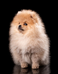 Obraz premium Portrait of a sitting Pomeranian Spitz on black background.