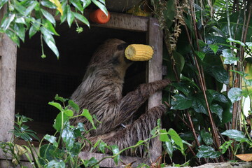 Fototapeta premium Close up Sloth Eating Fresh Corn