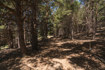 dirt road in the Sierra Nevada mountain