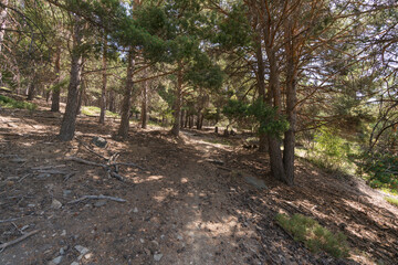 dirt road between the pine trees in the Sierra Nevada mountain